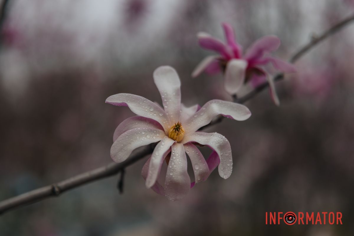 Автор невідомий