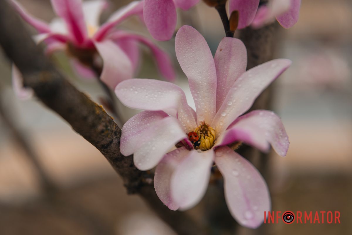 Емоції злетіли вище хмар