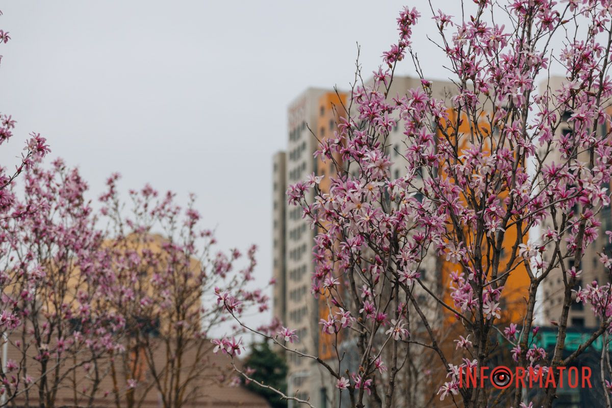 І мислі зоряно цвітуть…