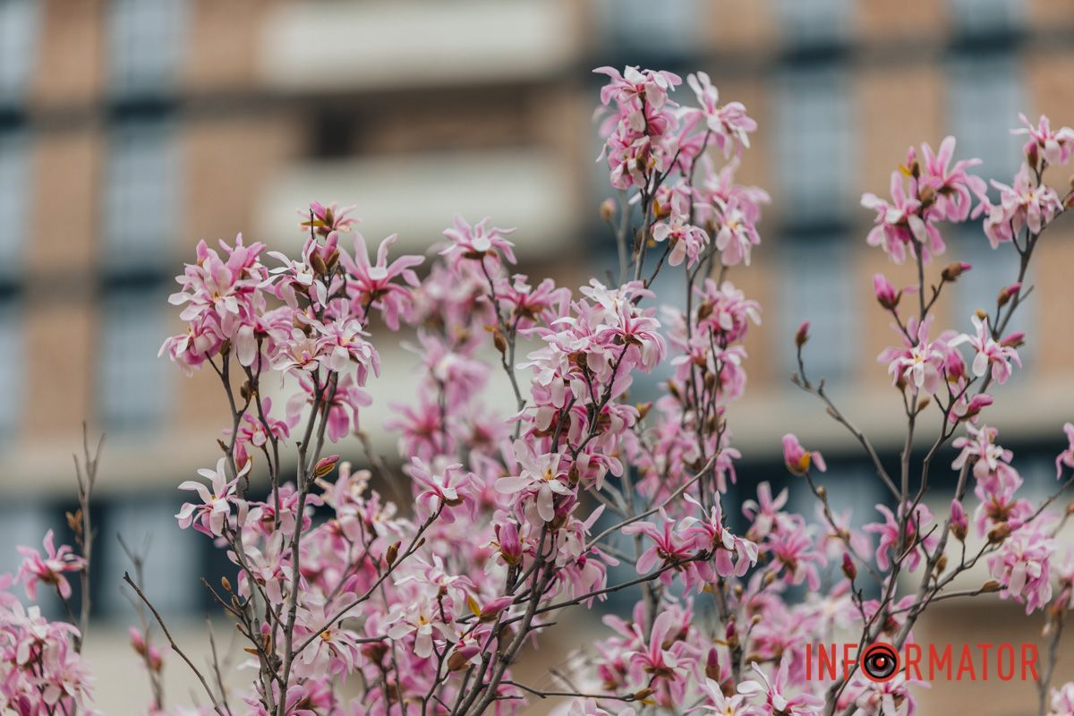 І шарудіння хвиль на пляжі.