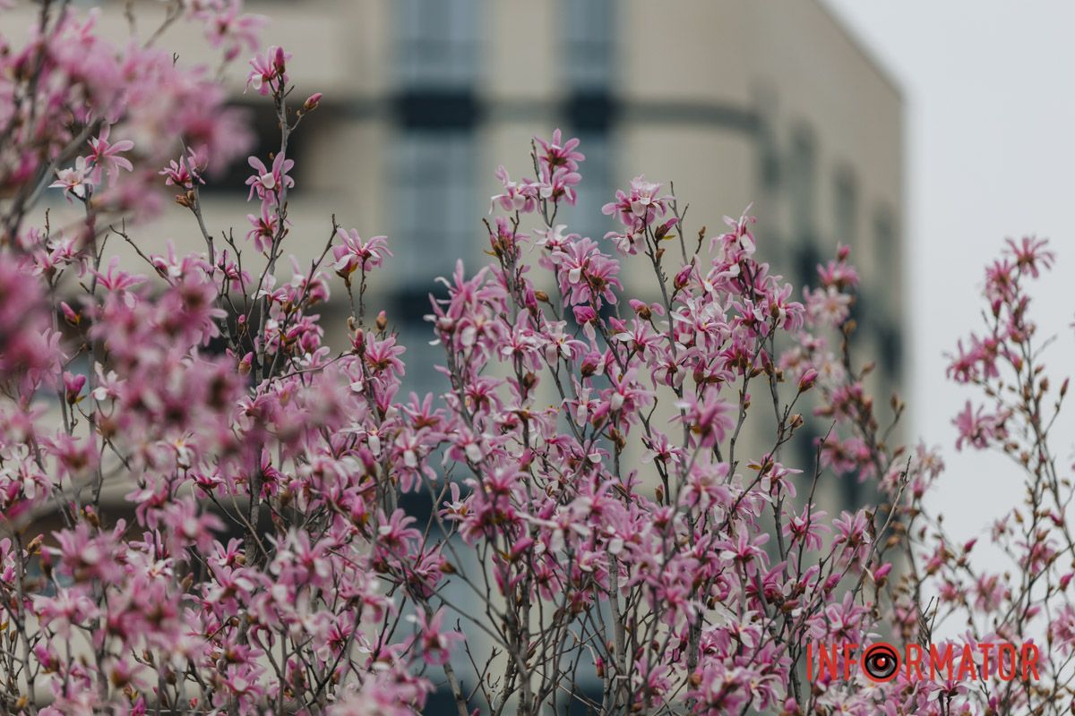 Солодкі мрії олеандри…