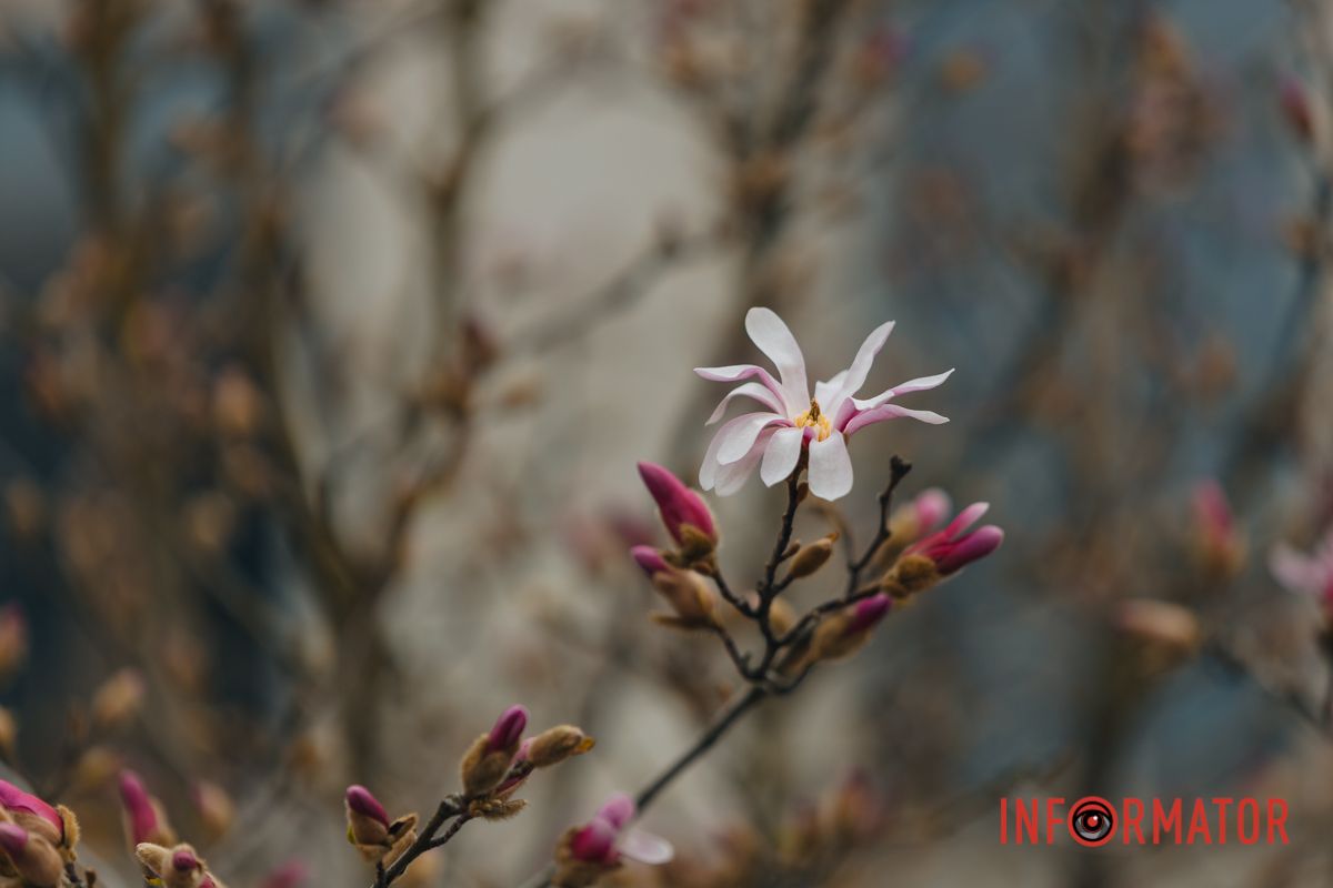 Ця квітка -  чудо! Боже чудо! Дар!