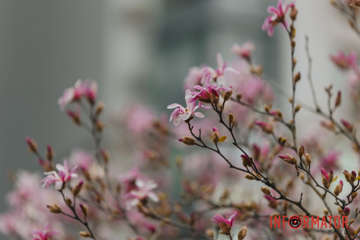 І розбиває смутку чорну брилу