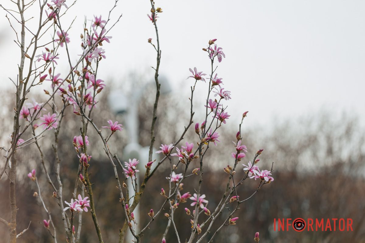 І мислі зоряно цвітуть…