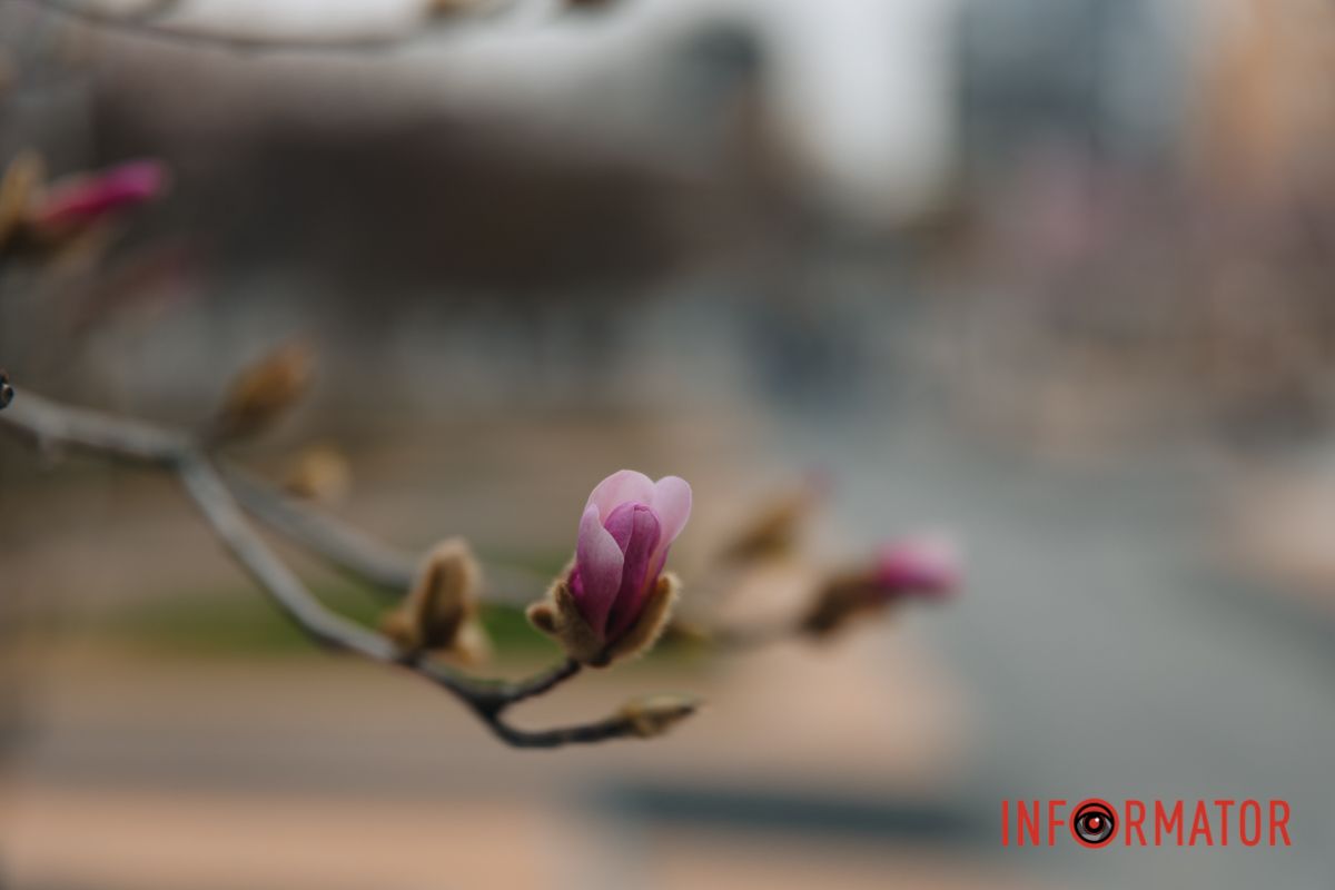 Люблю, коли магнолія цвіте