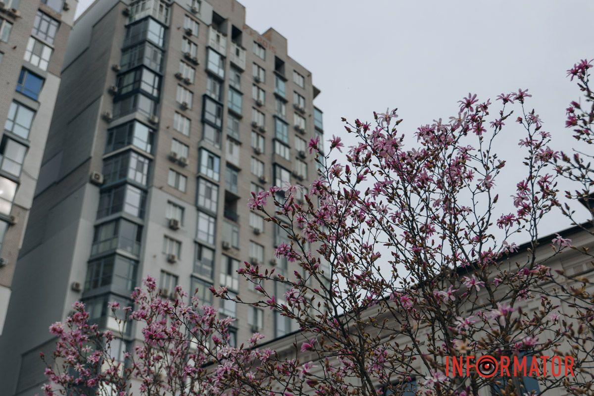 Магнолії лимонний дух,