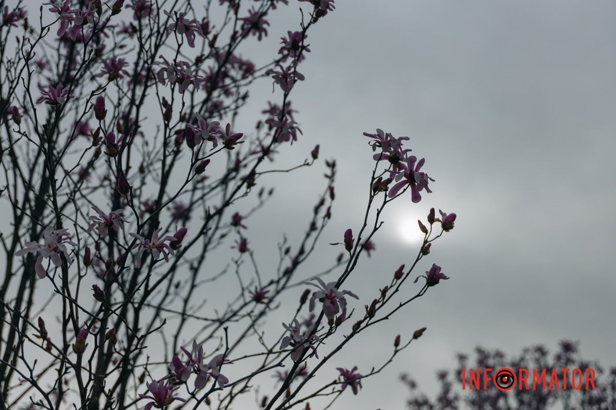 Солодкі мрії олеандри…