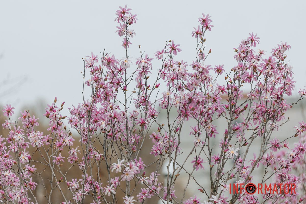 О, притули вишневі губи