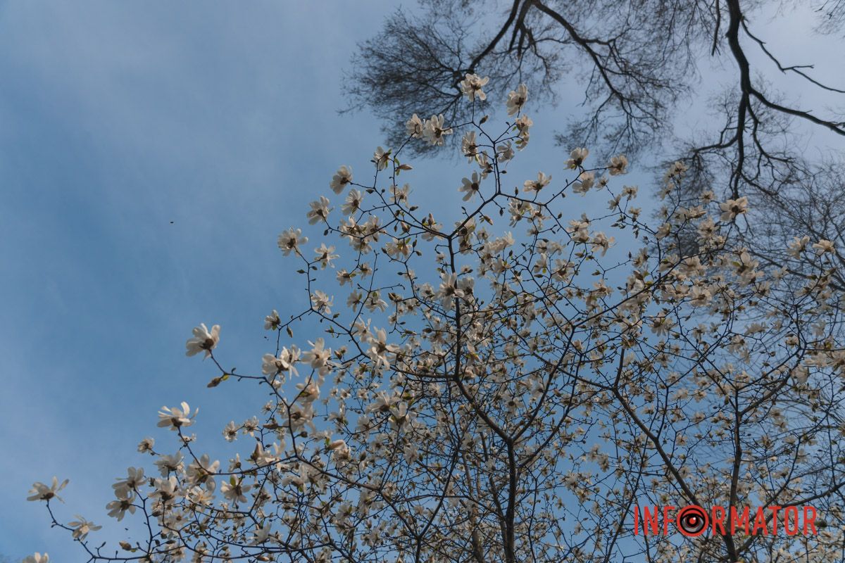Магнолія – одна з найстаріших рослин на Землі