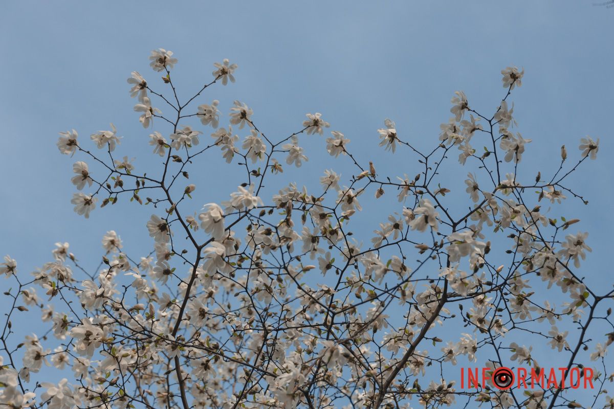 Представники цієї рослини з'явилися на Землі ще в епоху динозаврів
