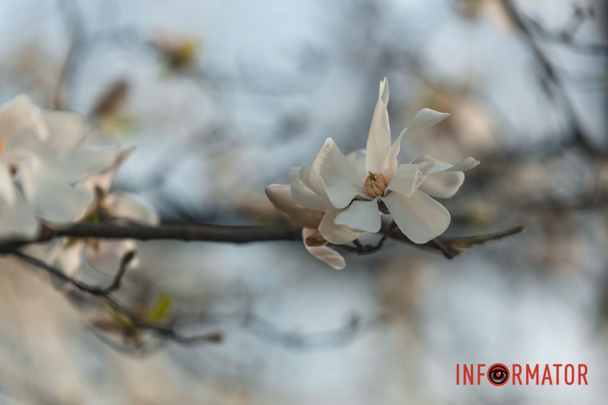 Неймовірний аромат