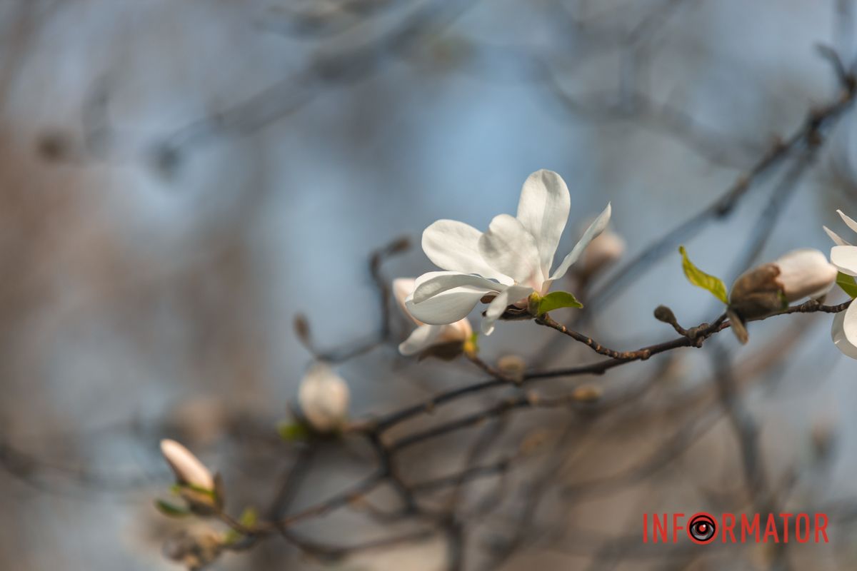 За словами вчених, магнолія до настання льодовикового періоду була поширена в лісах середньої широт