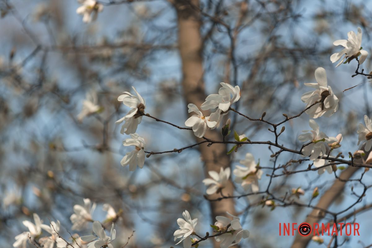 Всього у світі налічують близько 240 видів рослин родини магнолієвих
