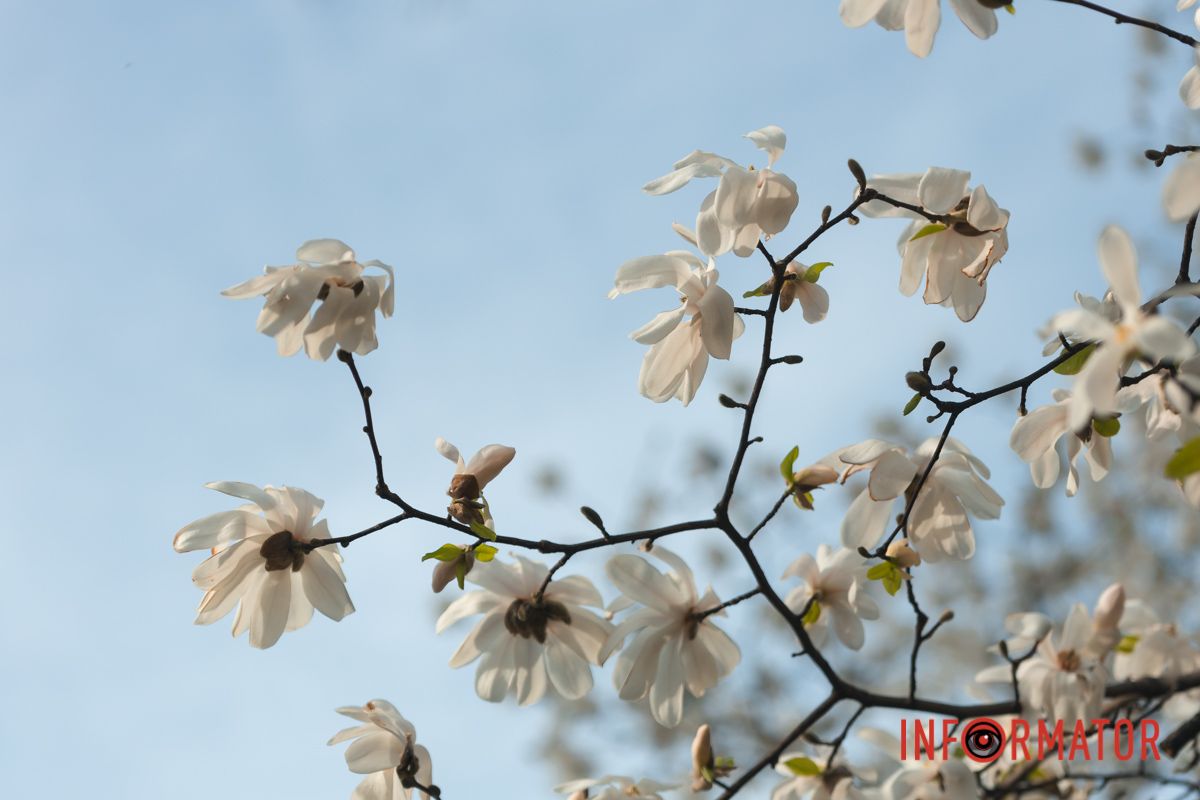 Як зазначають ботаніки-морфологи, з того часу ця рослина майже не змінила свій вигляд