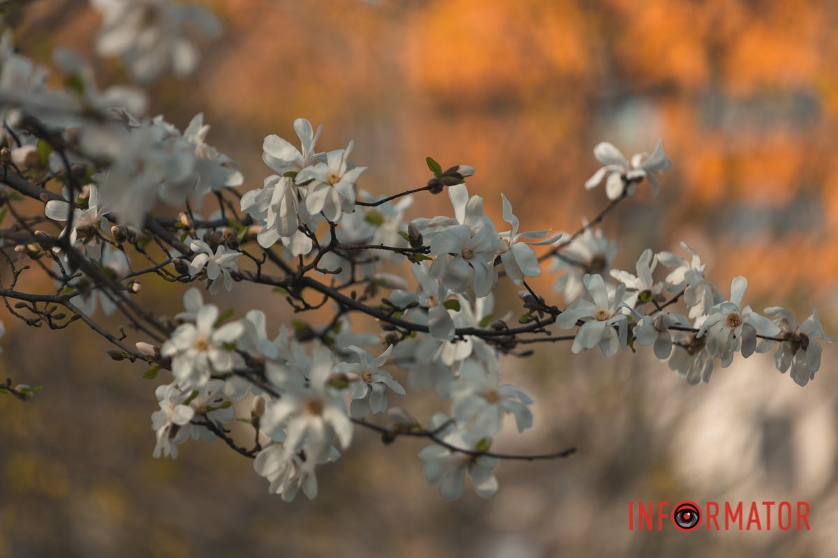 Кожен має унікальний вигляд і неповторні квіти, які відрізняються за формою, будовою, фактурою, кольором і розташуванням на гілках