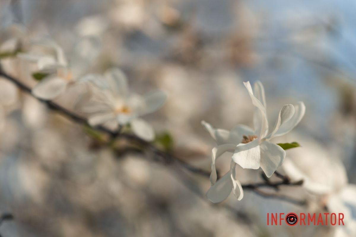 Очей не відірвати