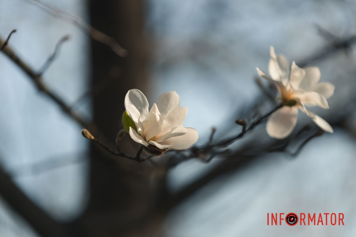 Ніжні пелюстки