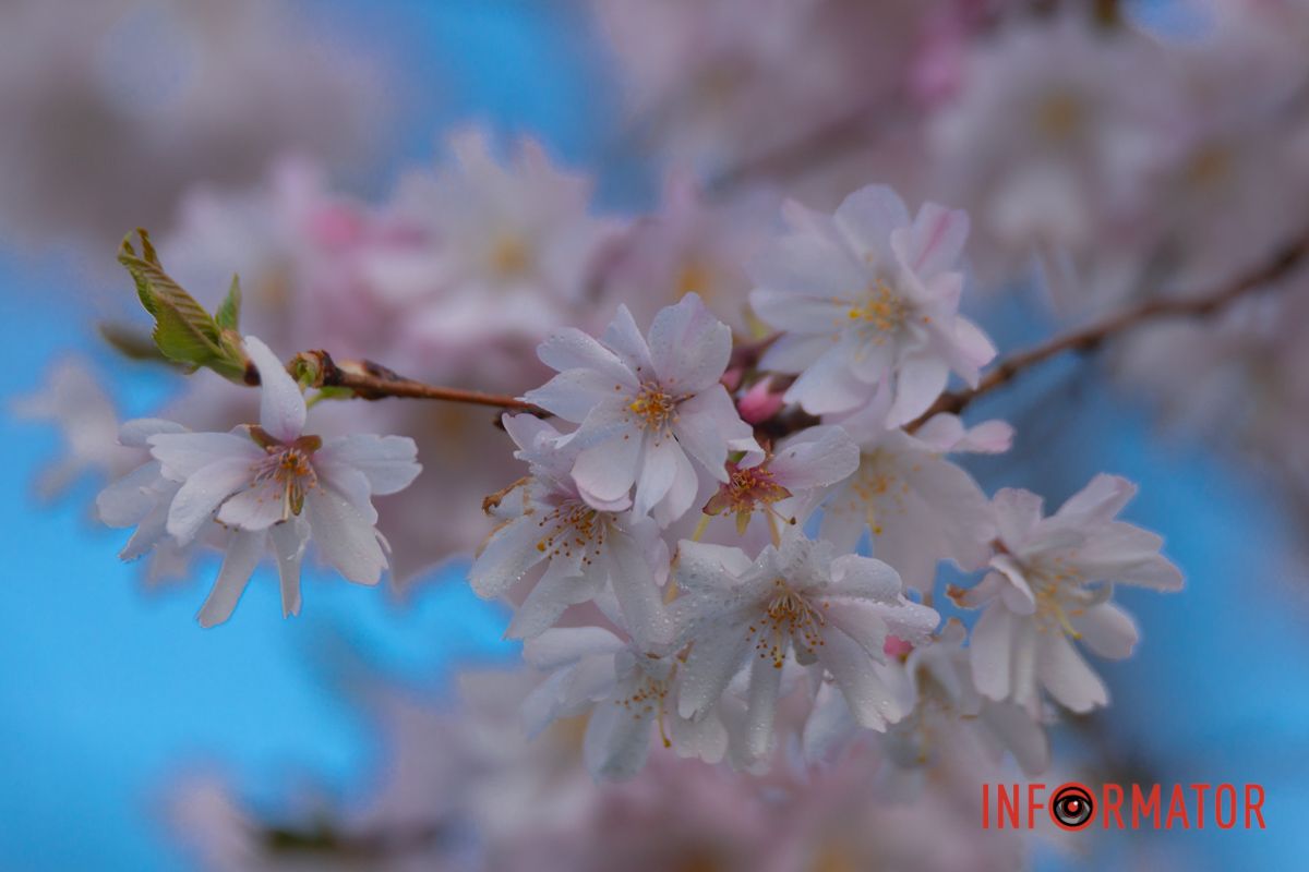 Автор: Наталя Дзюбенко-Мейс