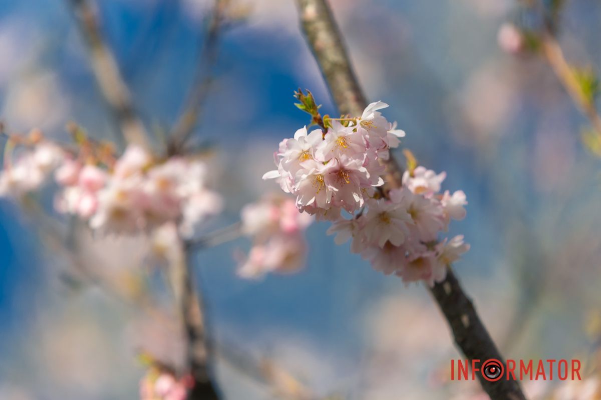 Вона така своя – чарівна іноземка.