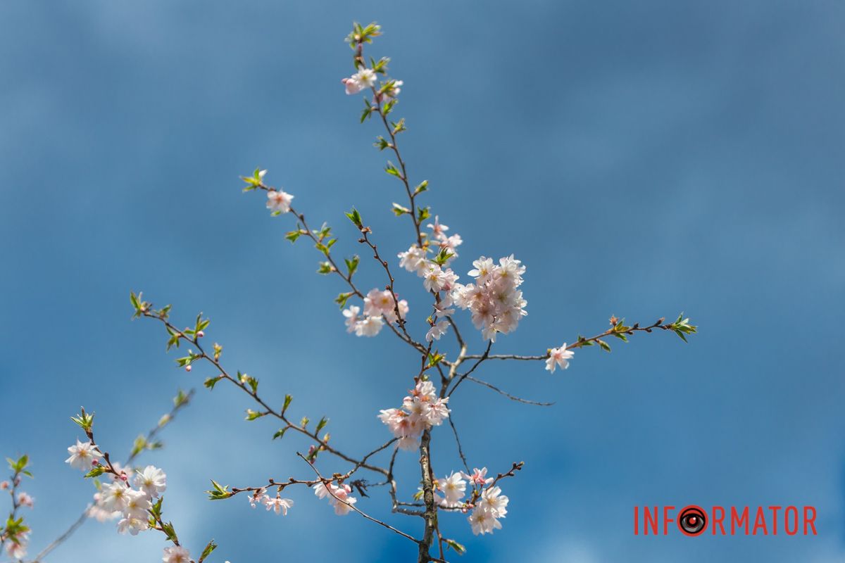 Пелюстку до гнізда несе старий лелека,