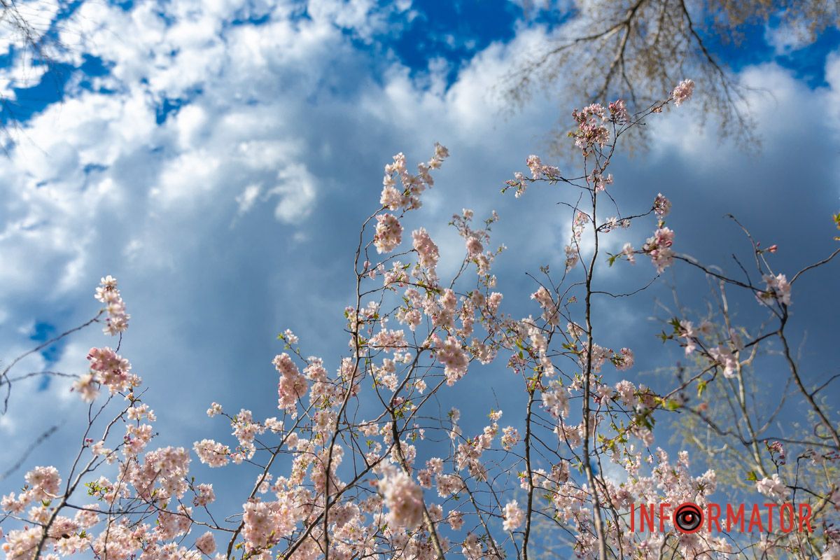 Дивує небеса своїм рожевим шовком,