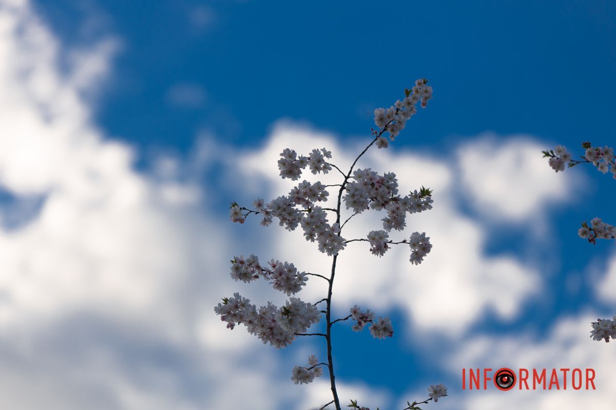 Палає буйний цвіт весняної обнови,