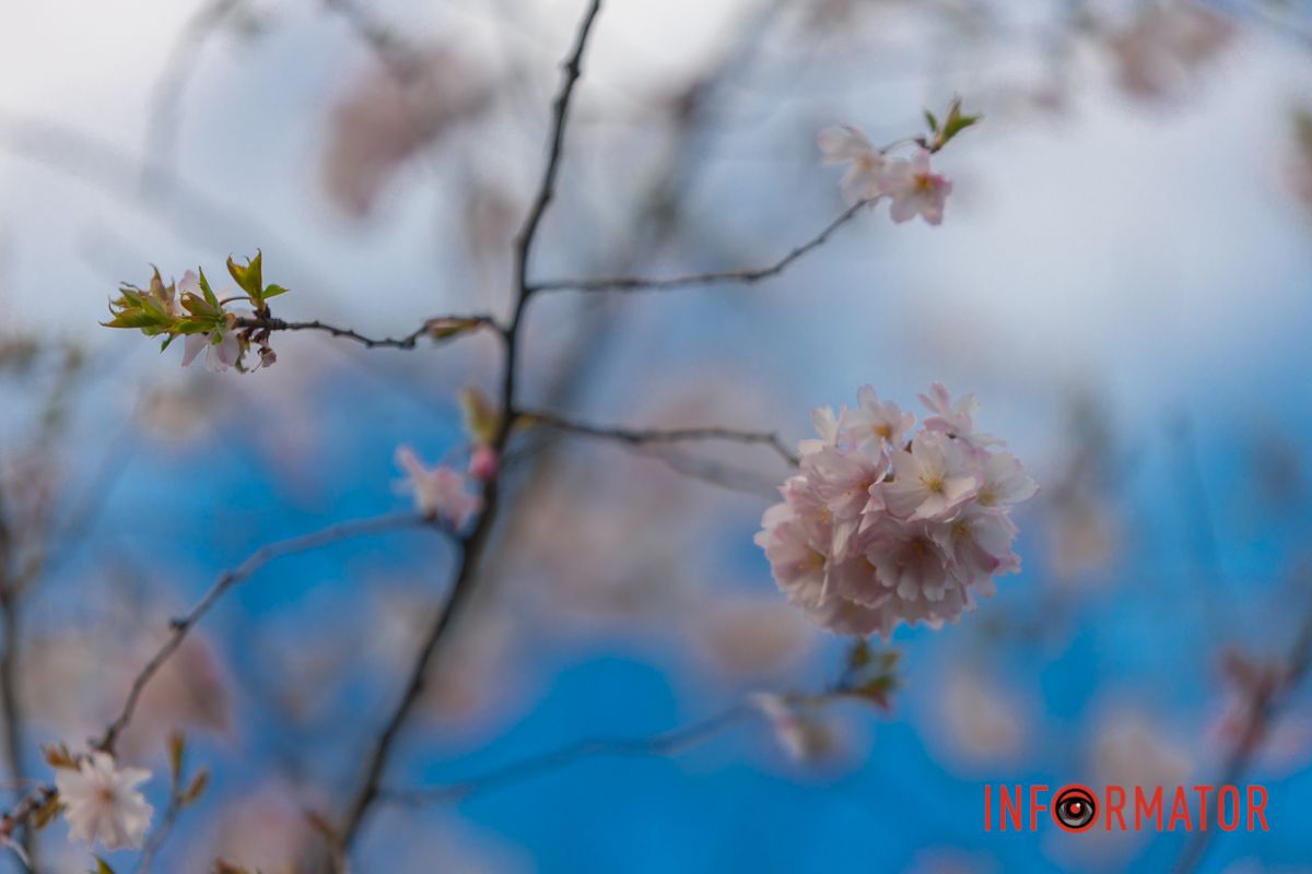 В акацій і черемх бунтують древні гени,