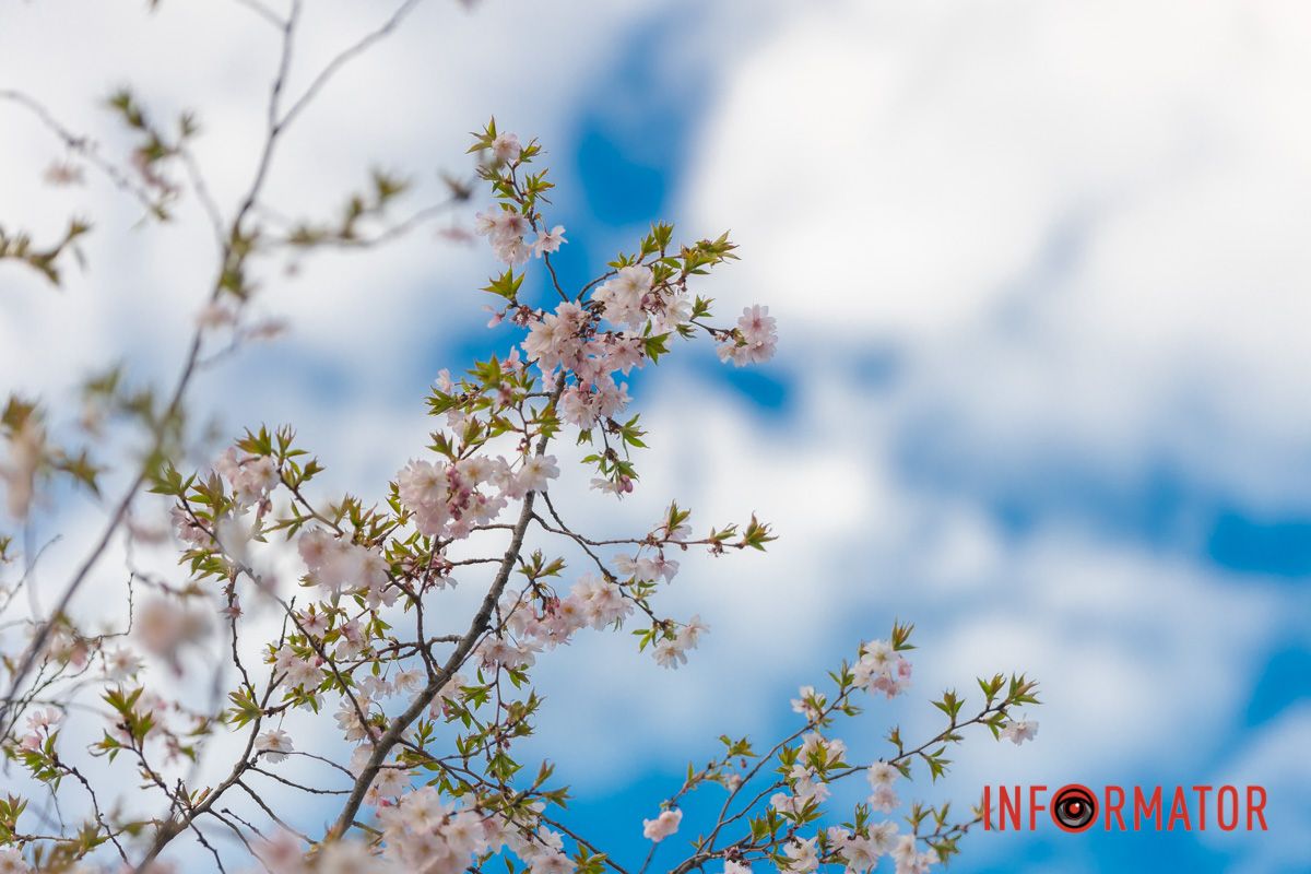 А сакура цвіте, і не шукайте сенсу,