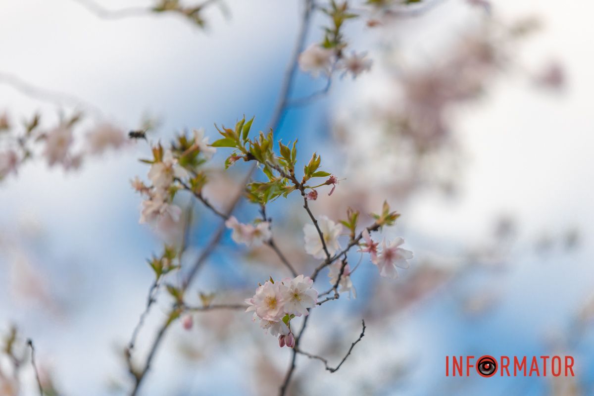 Бо на короткий час вона ясна принцеса.