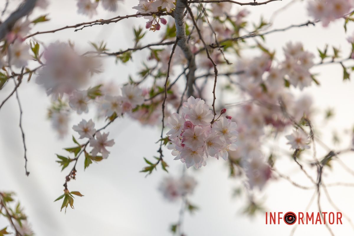 І шишечки скида розлючена ялинка.