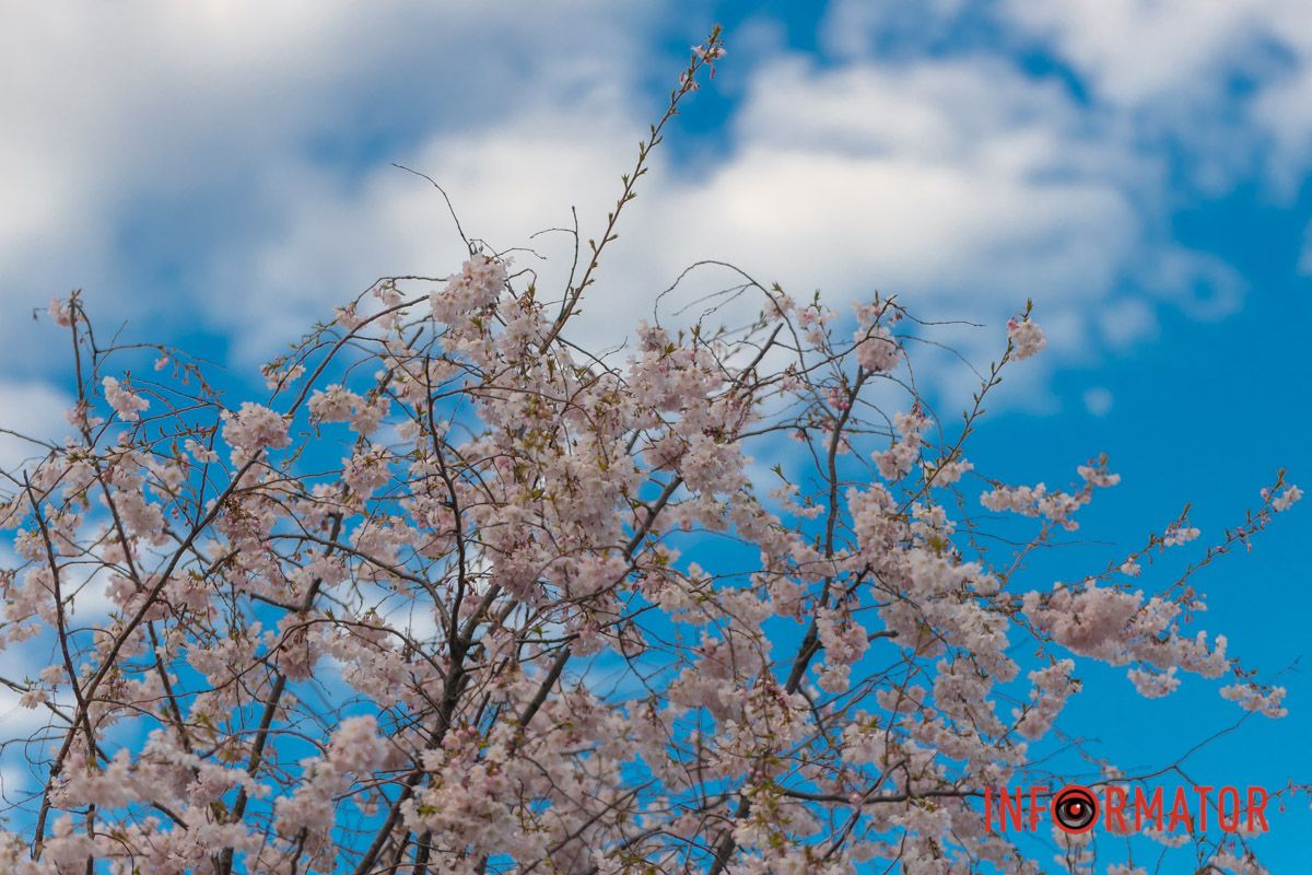 Навіщо вона тут – зманіжена чужинка?
