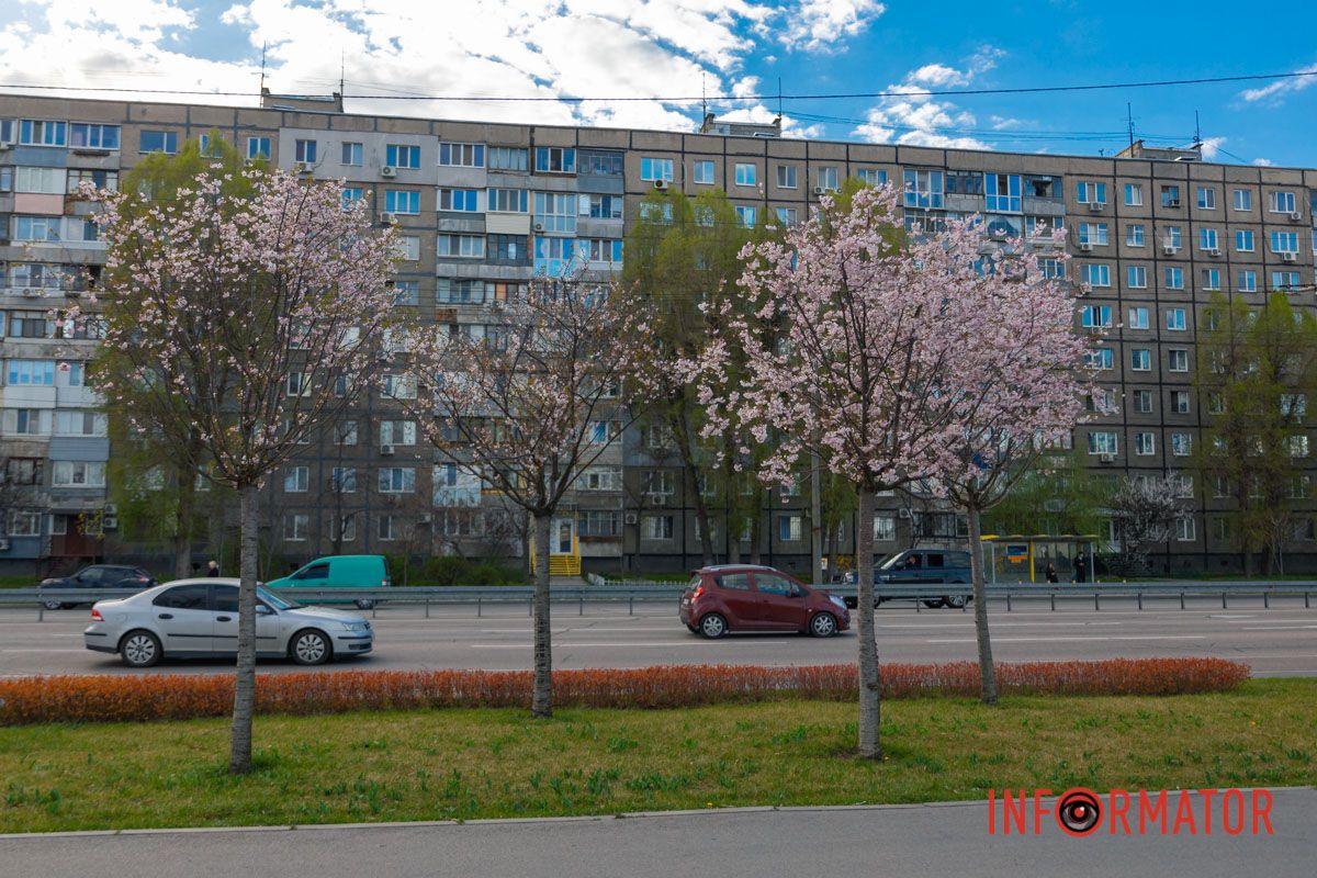 Вишневий цвіт, як покрову.