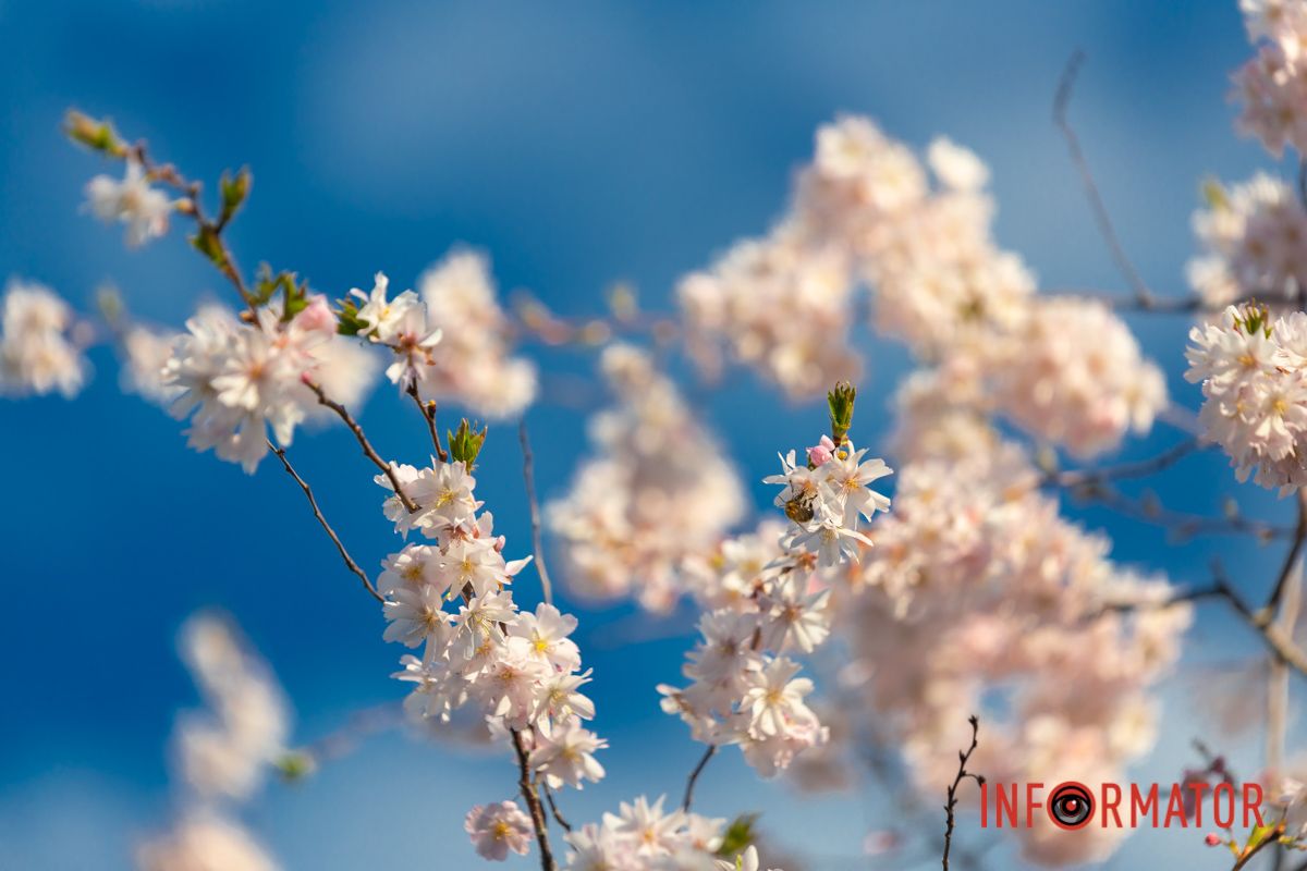 Здійматись в небо вишня мусить,