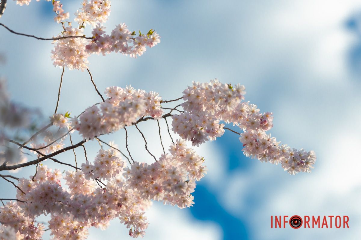 Щоб пити краплю дощову