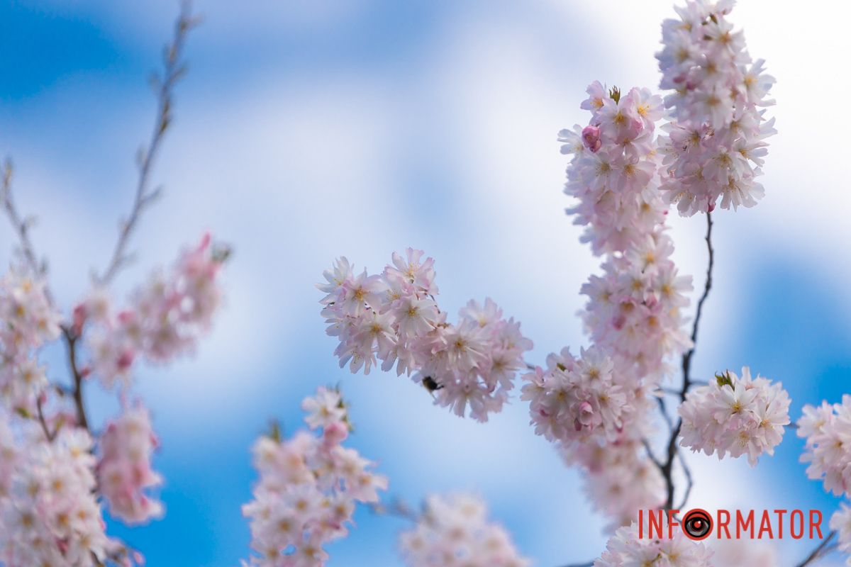 На кроки сакури тендітні