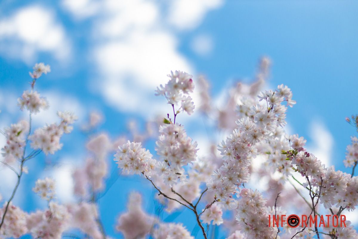 Рожеве листя крізь роки,