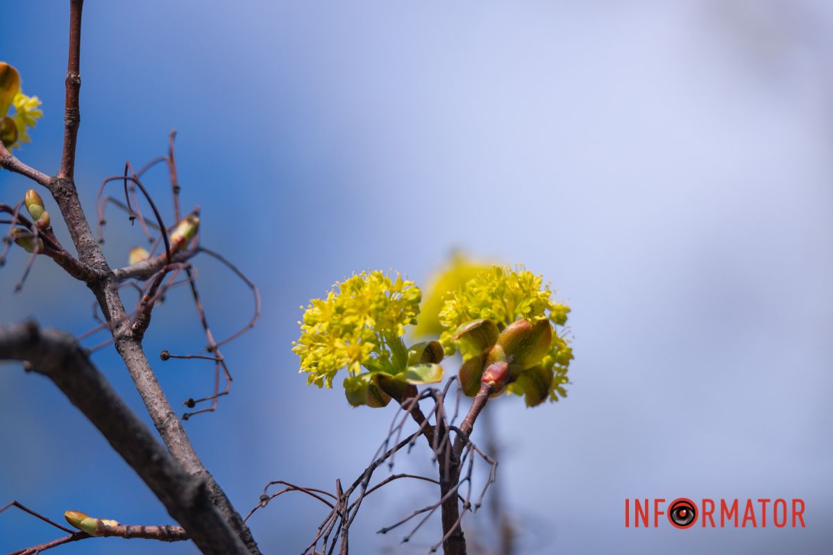 Тривожить серце, душу зігріває.