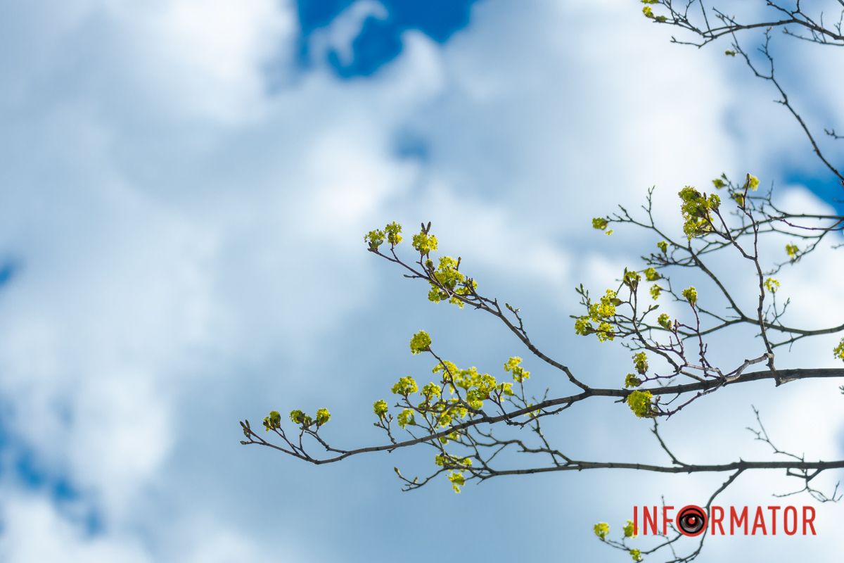 Цвітуть тюльпани і волошки сині.