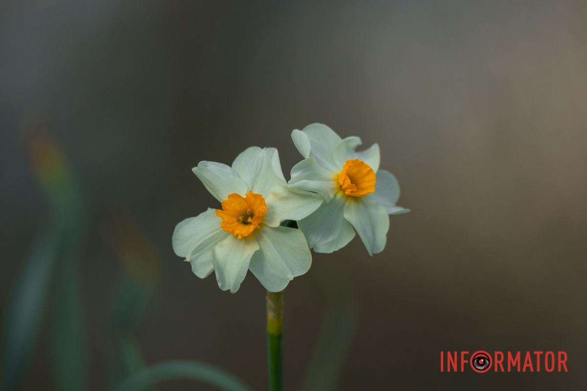 І все навколо радісно буяє.