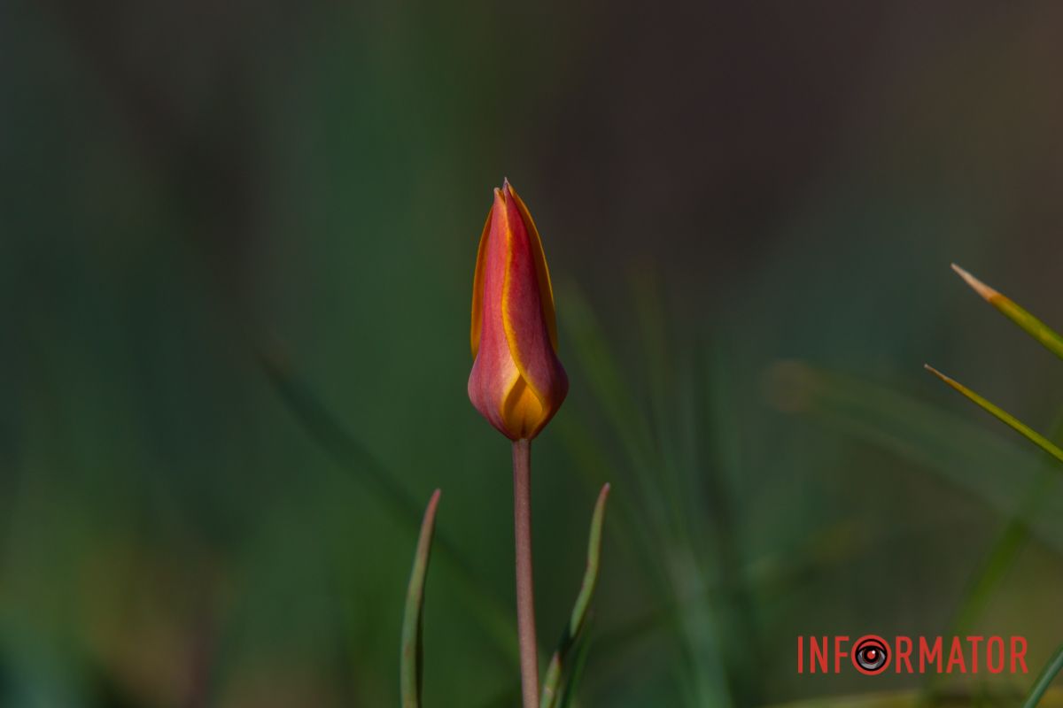 Вона красива, трепетна, ясна,