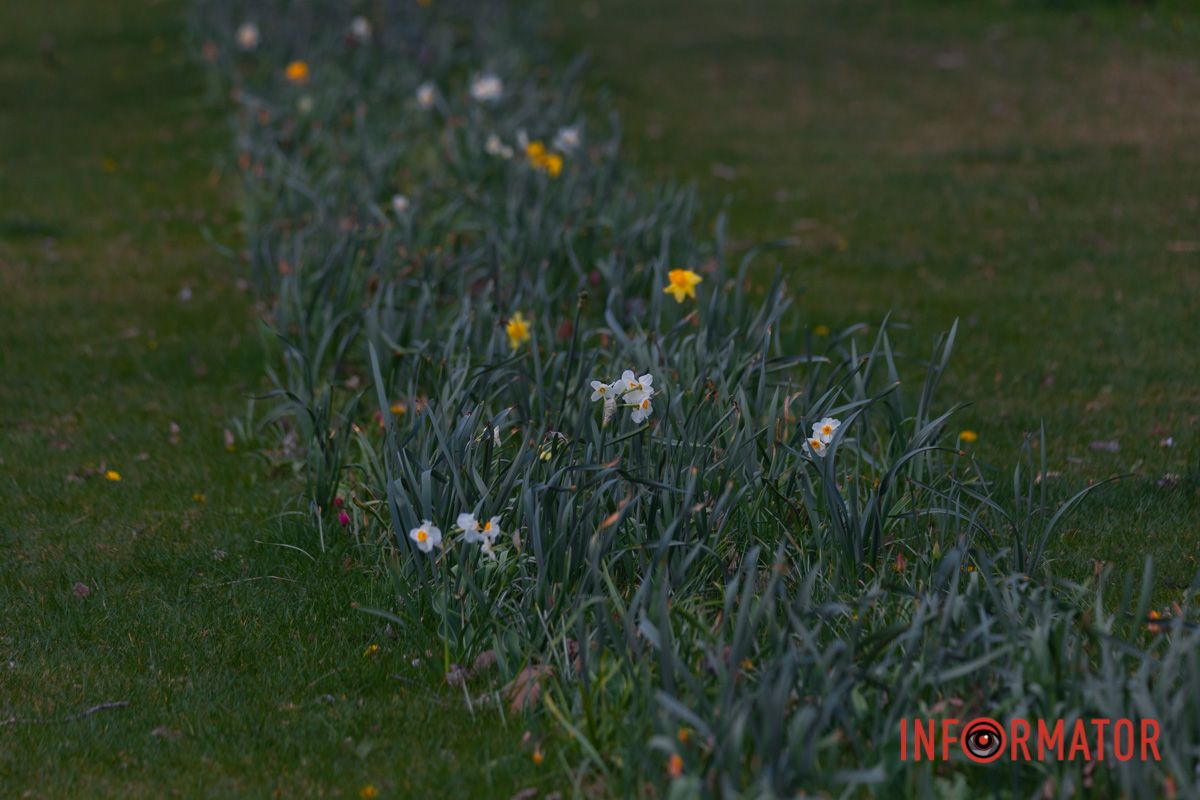 Так, мешканці міста можуть насолодитись красою магнолій, сакур та весняних першоцвітів