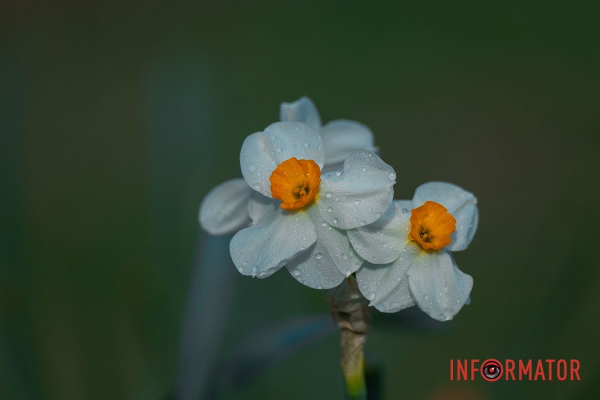 У Дніпрі буквально за декілька днів розцвіли різноманітні дерева та квіти