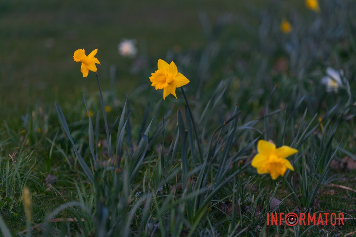 Усе як є — дорога, явори,