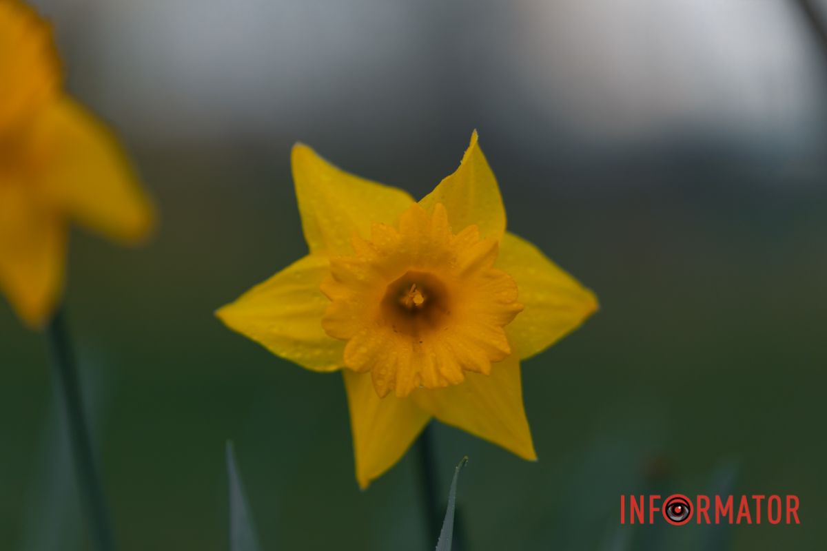 Оці степи, це небо, ці ліси,