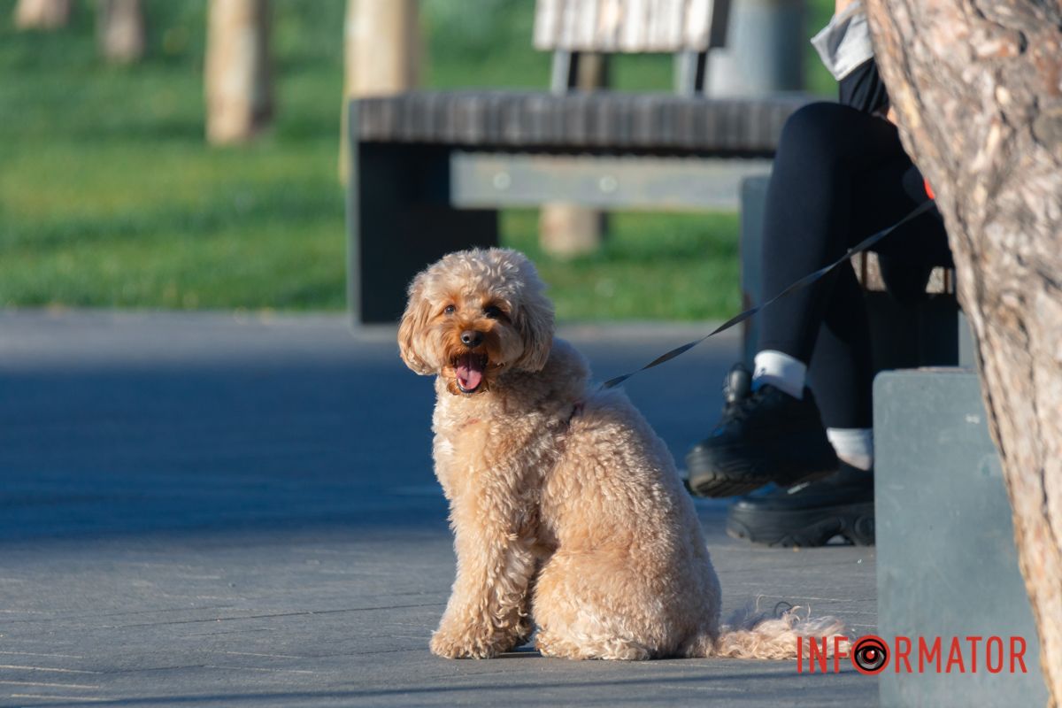 Яка енергетика