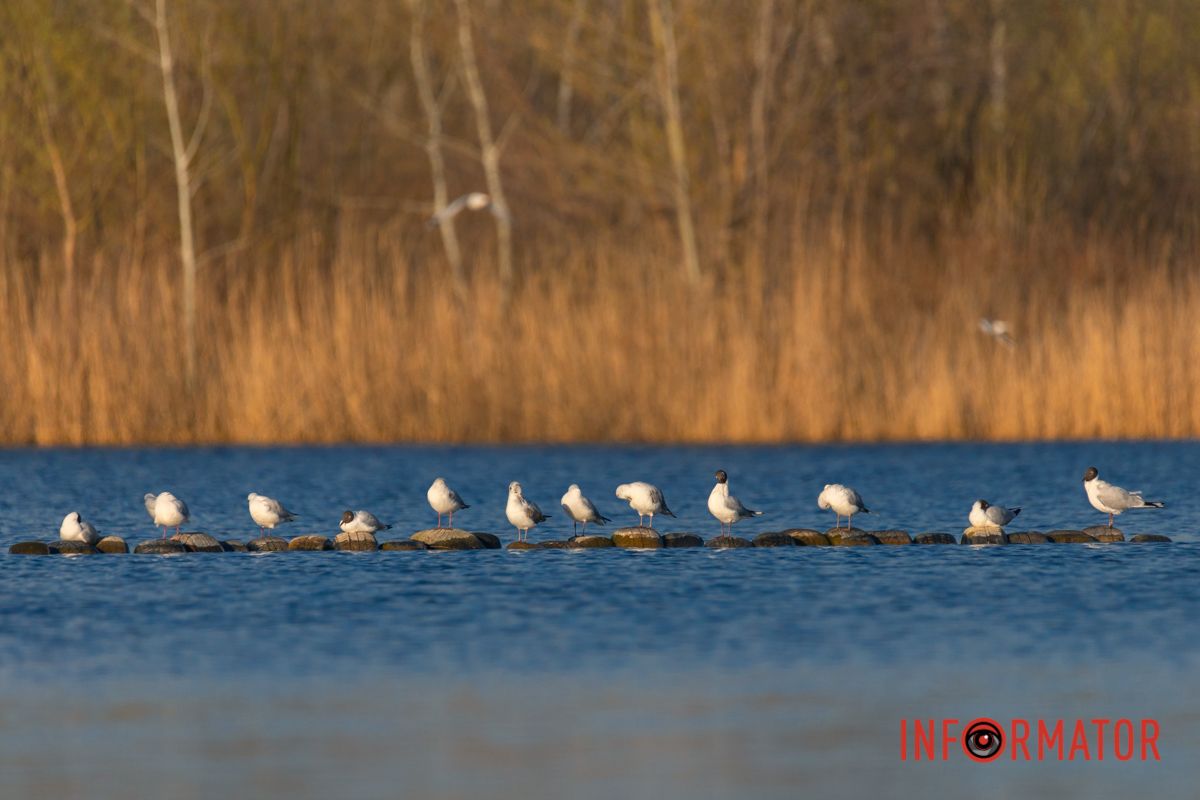Важливе зібрання 