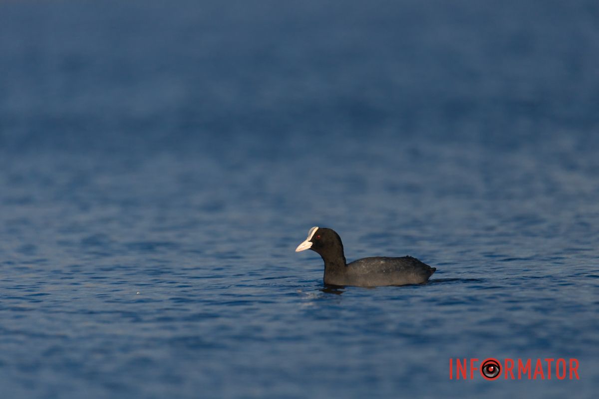 Дякуємо ЗСУ!