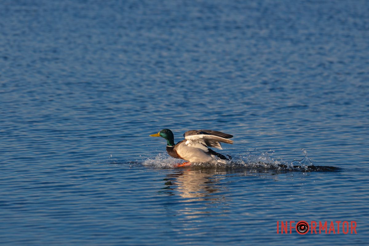 Весна прийшла у Дніпро
