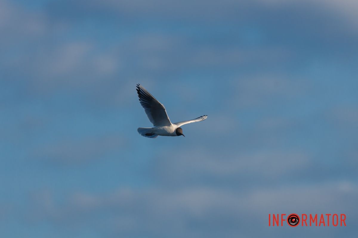 Птах у небі