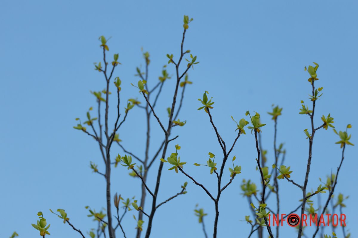 Вірш «Весна не знає, що іде війна» — Надія Красоткіна.